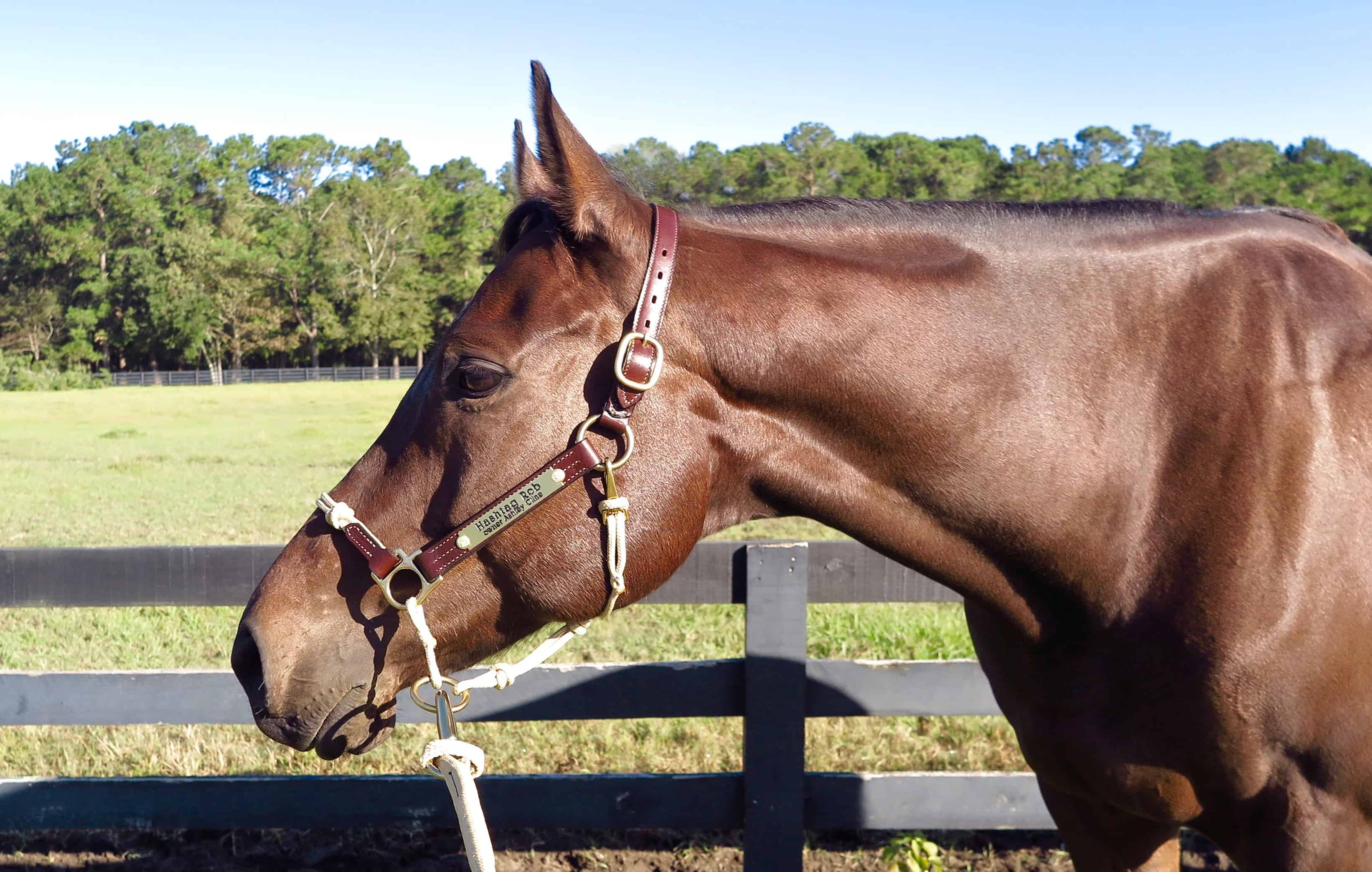 The New Stylish HYBRID Halter by Horse Education